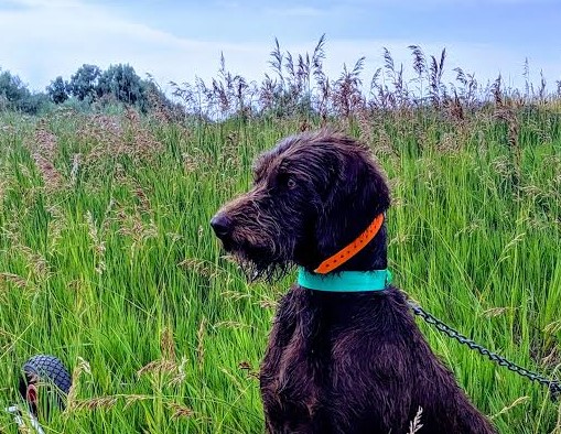 Woodrow in field