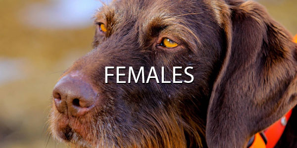 females