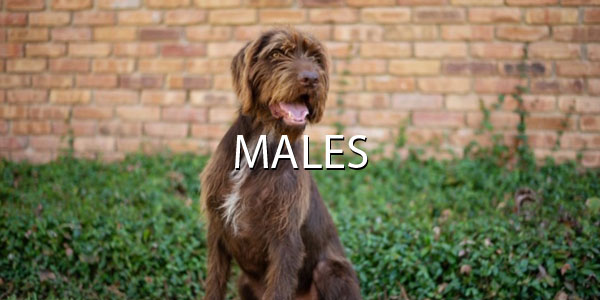 males