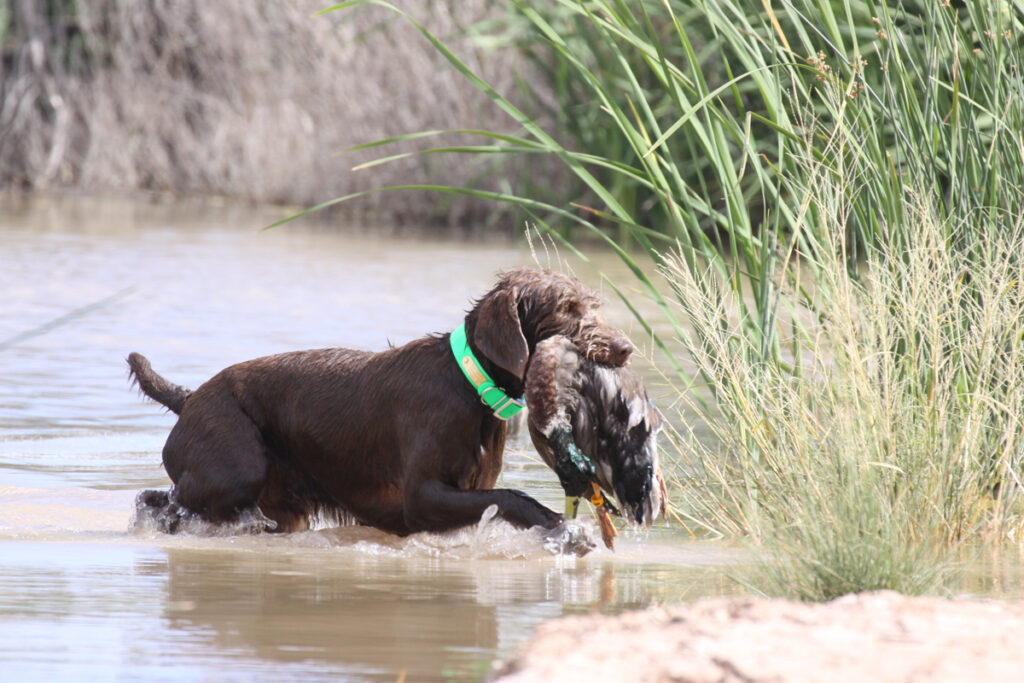 Woodrow retrieving duck