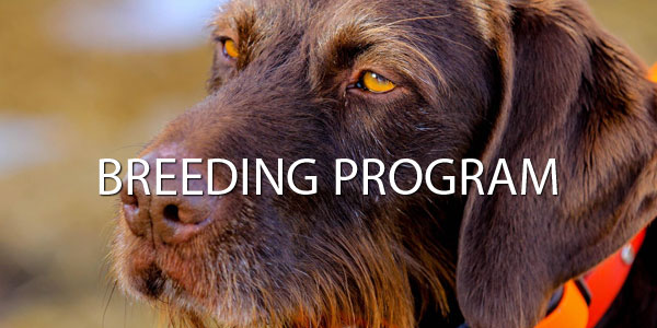 breeding program