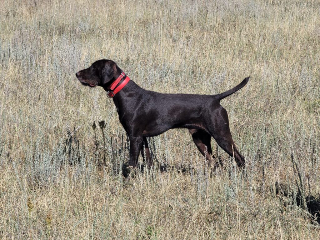 Axel