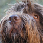 pudelpointer, jackson creek kennel, dog breed