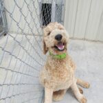 dog boarding, happy dog