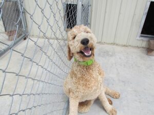 dog boarding, happy dog