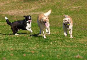 boarding, boarding, jackson creek kennel, el paso county, peyton, colorado dog boarding