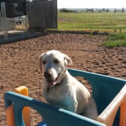 Golden Retriever on child playset