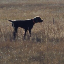 Pudelpointer dog standing in field