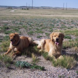 2 golden retriever dogs laying in the grass