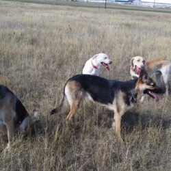 group of dogs playing in a grass field