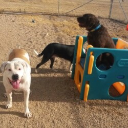 3 dogs playing around a playground set at the Kennel