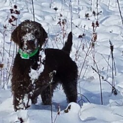 black pudelpointer in the snow with snow on it
