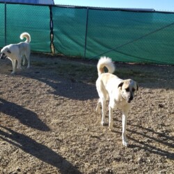 two large white dogs along the fence of the outdoor kennel